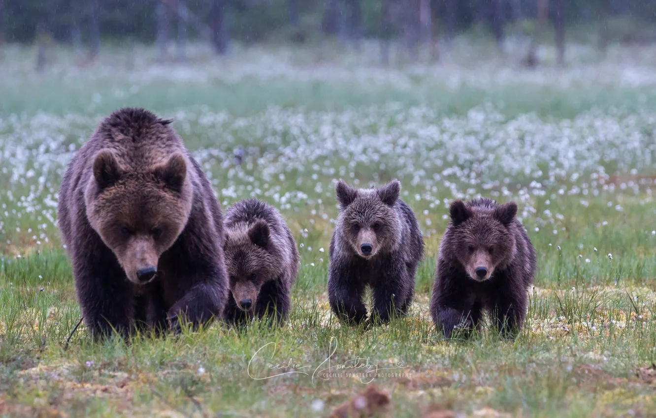 clan of bears