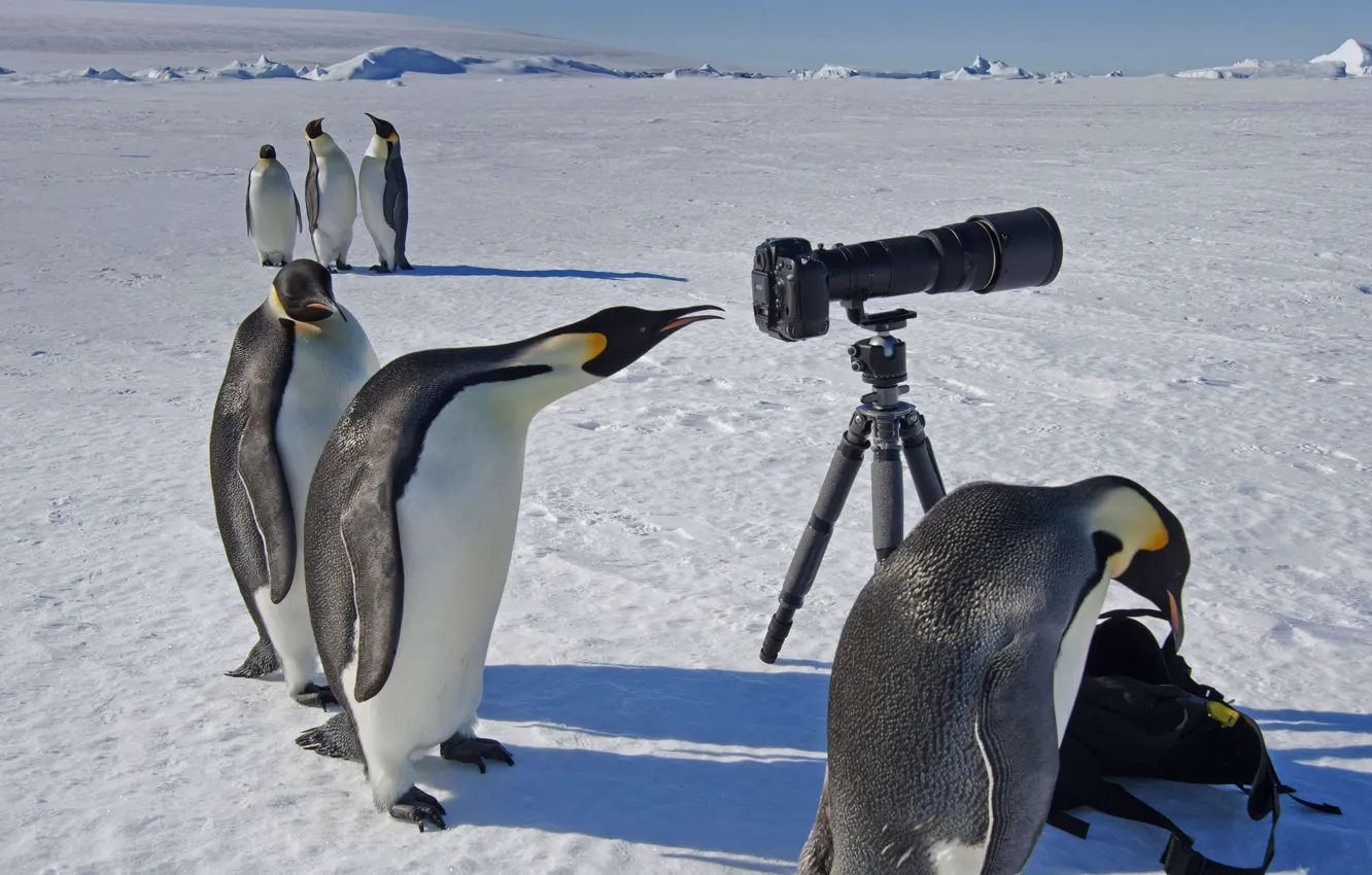 Wallpaper camera, Antarctica, curiosity, Emperor penguin images for  desktop, section животные - download