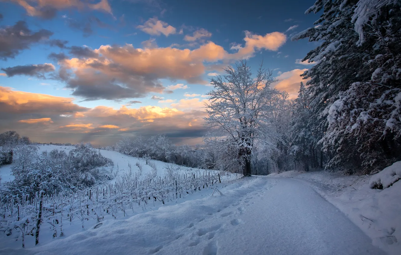 Photo wallpaper winter, road, snow, trees, landscape, forest, road, trees, landscape, winter, snow, snowy