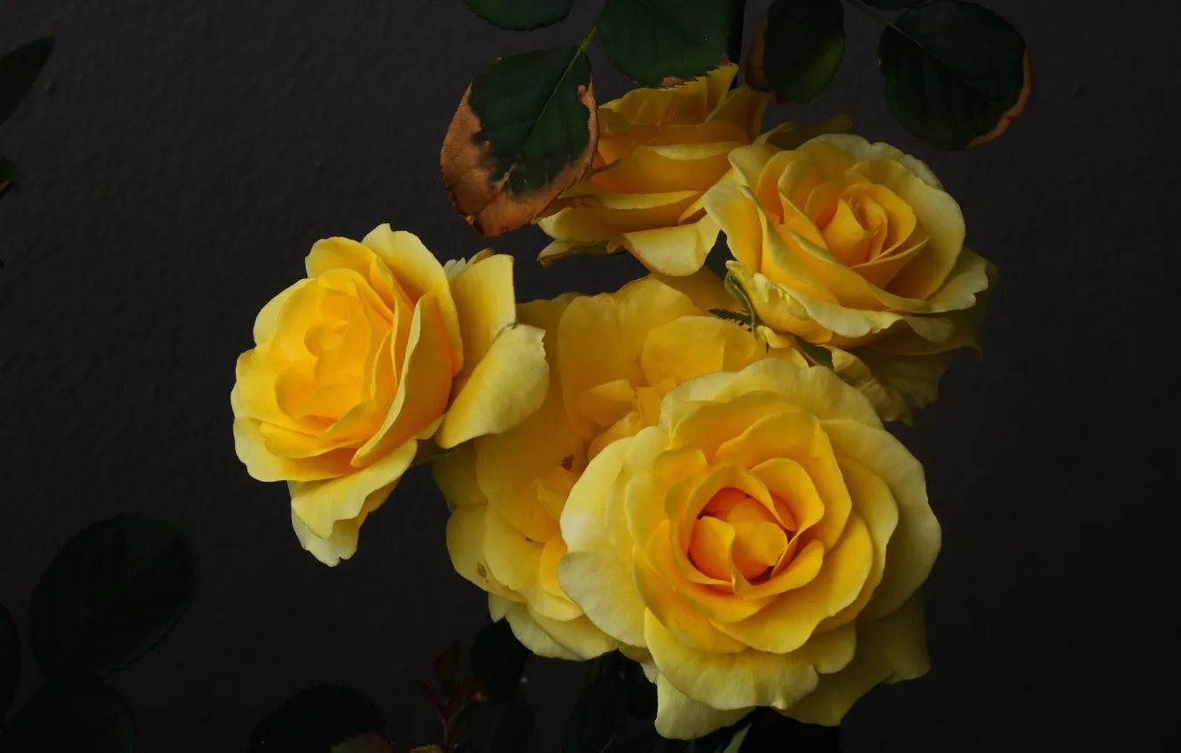 Wallpaper roses, the dark background, yellow roses images for desktop,  section цветы - download