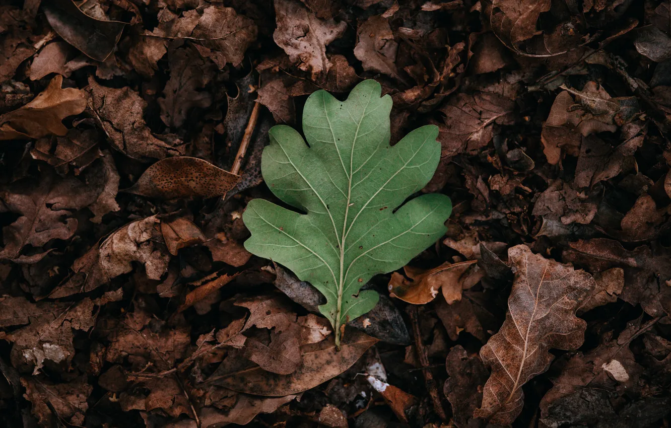 Wallpaper autumn, leaves, leaf, green, dry leaves images for desktop,  section макро - download