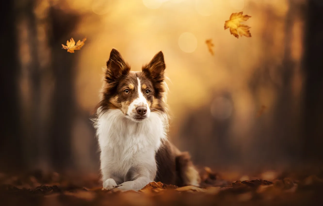 Photo wallpaper autumn, leaves, dog, bokeh, The border collie