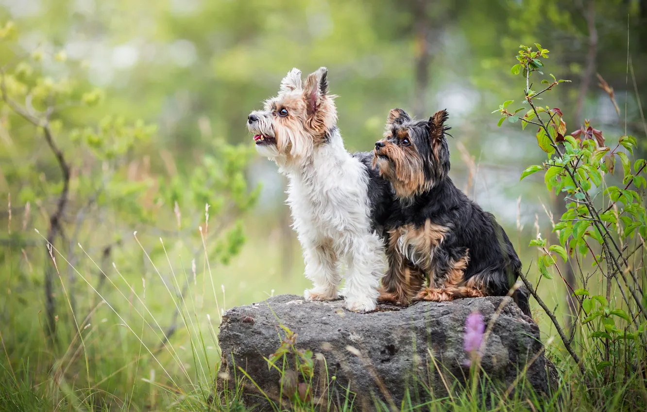 Photo wallpaper dogs, summer, grass, pose, stone, two, profile, Duo, friends, sitting, two dogs, Yorkshire Terrier