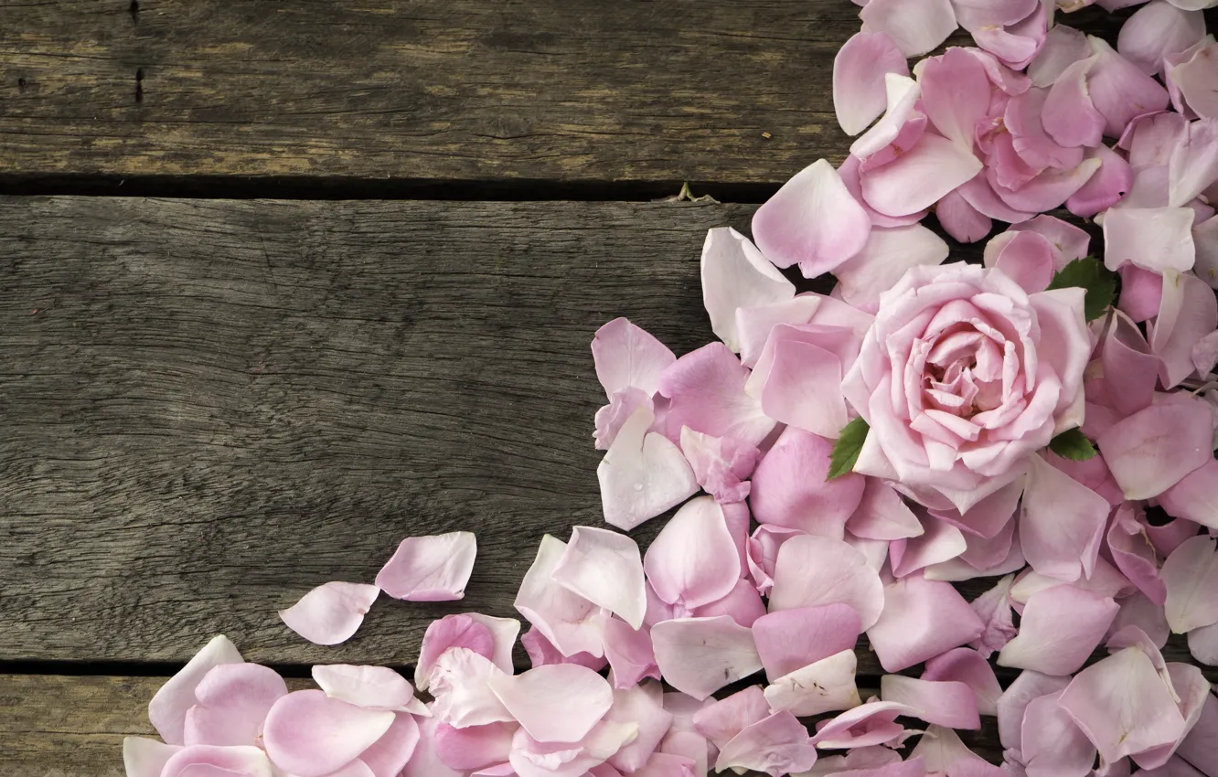 Photo wallpaper roses, petals, pink, wood, pink, flowers, petals, roses