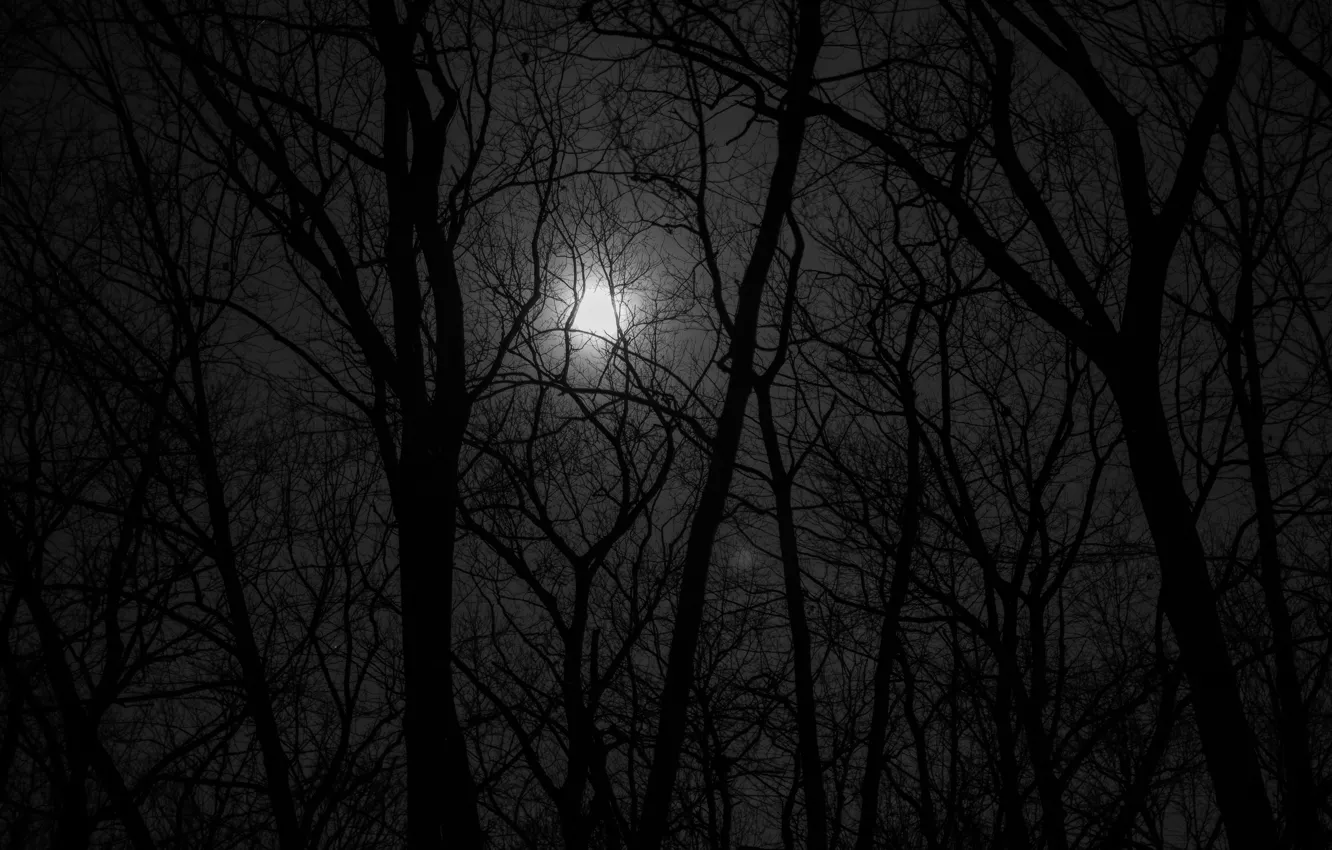 Wallpaper forest, trees, night, nature, black & white, the moon, black and  white, the full moon, monochrome images for desktop, section природа -  download