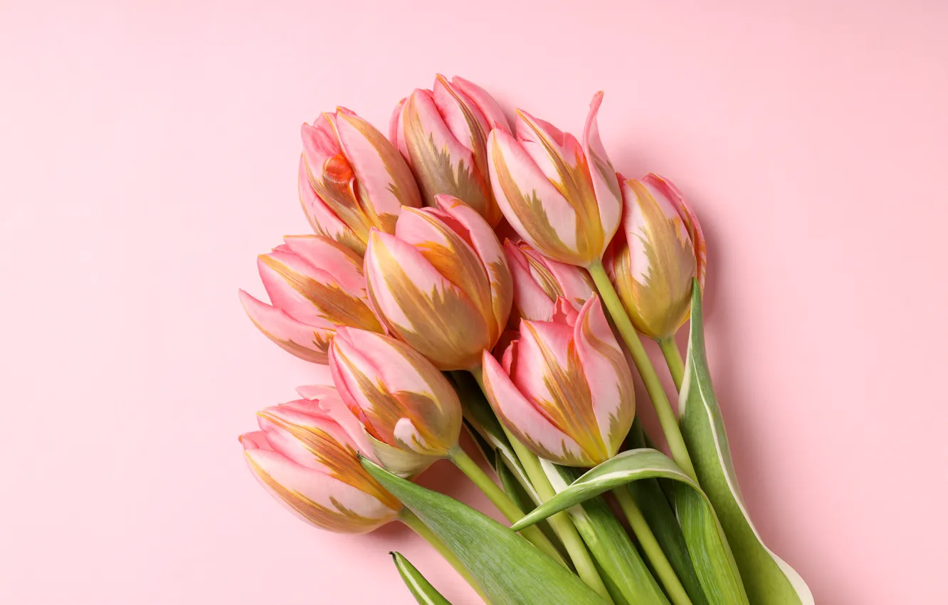 Photo wallpaper flowers, bouquet, tulips, pink, pink, flowers, beautiful, tulips, spring, bouquet, with love