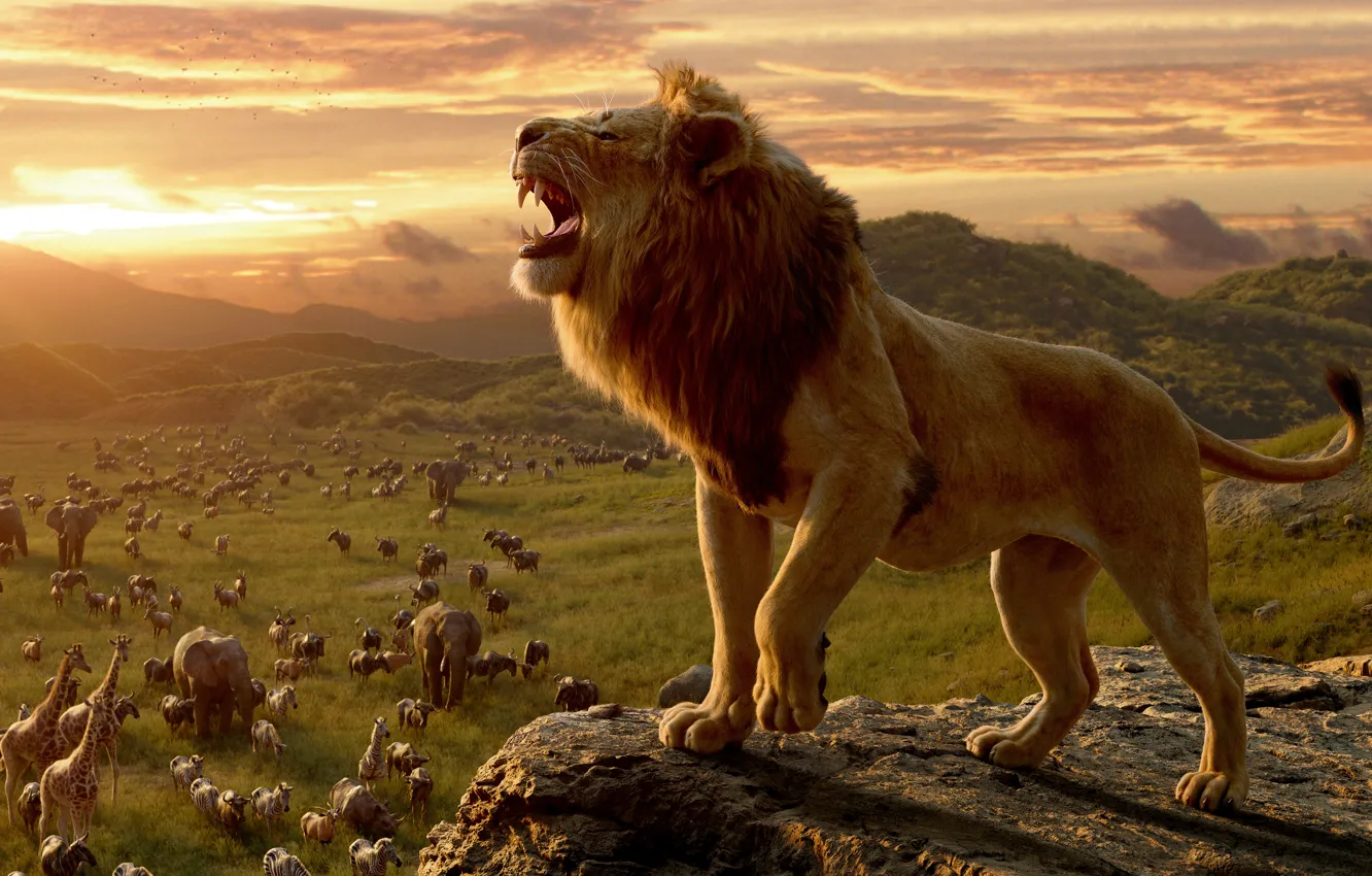 Wallpaper animals, sunset, the film, mane, Leo, The Lion King, film, The Lion  King, Growls, film 2019 images for desktop, section фильмы - download
