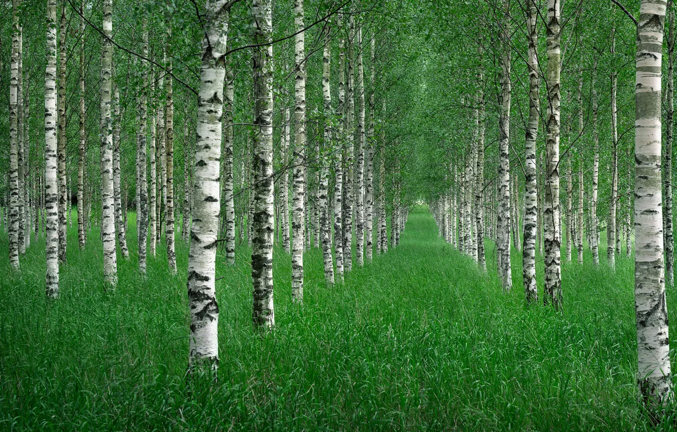 Wallpaper grass, trees, nature, Summer, birch grove images for desktop, section