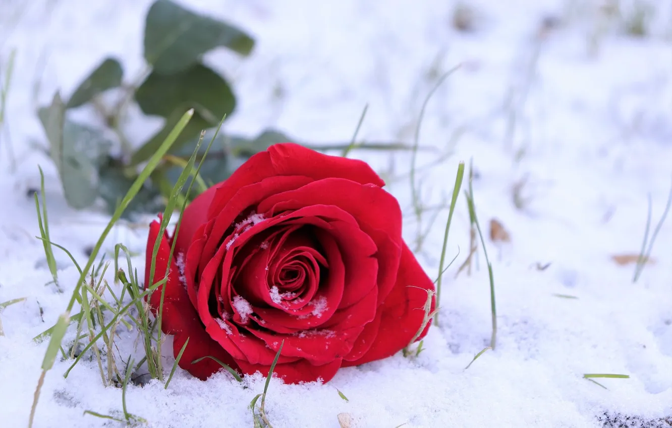 Wallpaper snow, rose, weed, red rose