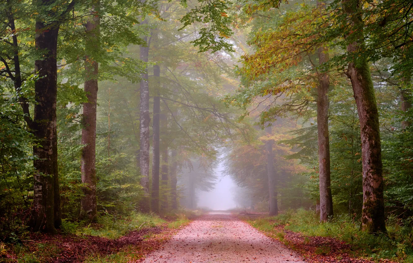 Photo wallpaper road, autumn, forest, fog, alley