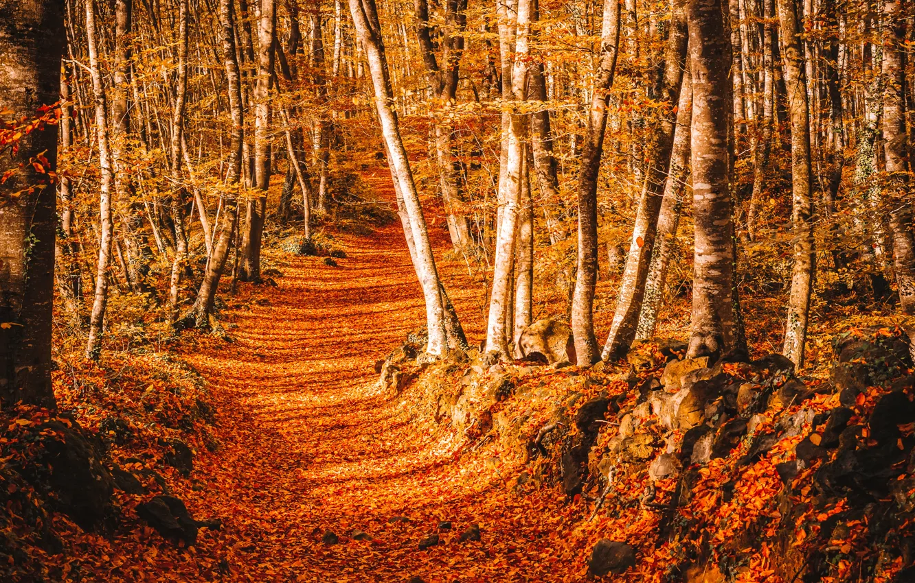 Photo wallpaper road, autumn, leaves, trees, Park, trail, road, nature, park, autumn, leaves, tree, path