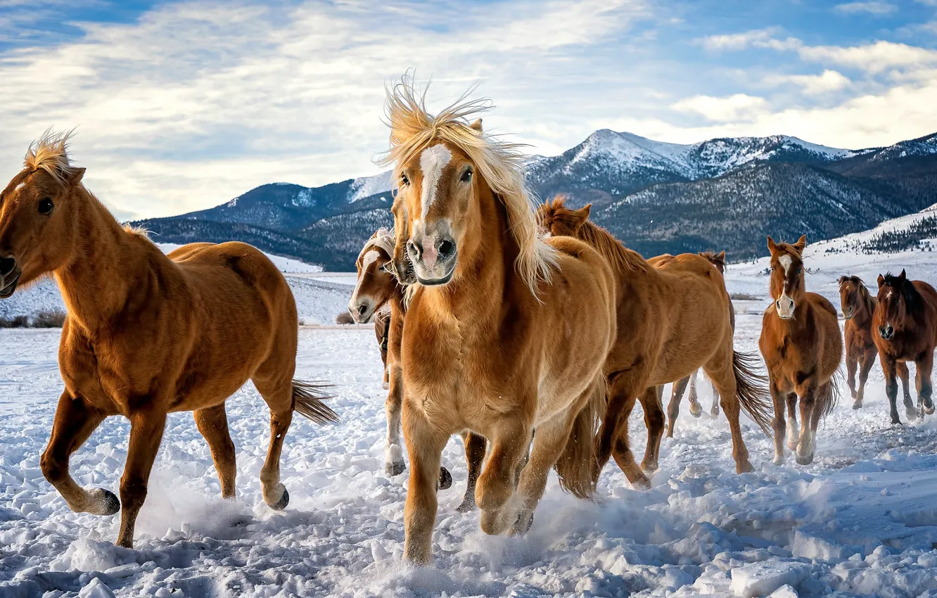 Photo wallpaper winter, field, the sky, look, clouds, snow, mountains, horse, horse, tops, horses, horse, running, mane, …