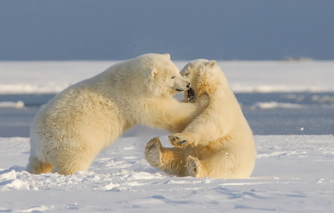 Wallpaper winter, snow, nature, pose, shore, the game, bears, bear, white,  bears, polar bear, a couple, two, pond, polar bears, two of the bear images  for desktop, section животные - download