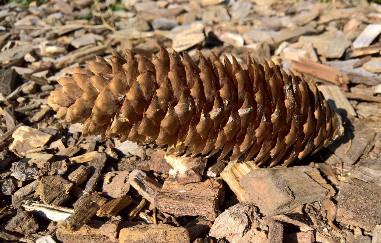 Photo wallpaper summer, forest, nature, wood, floor, fir cone, cone, pine cone