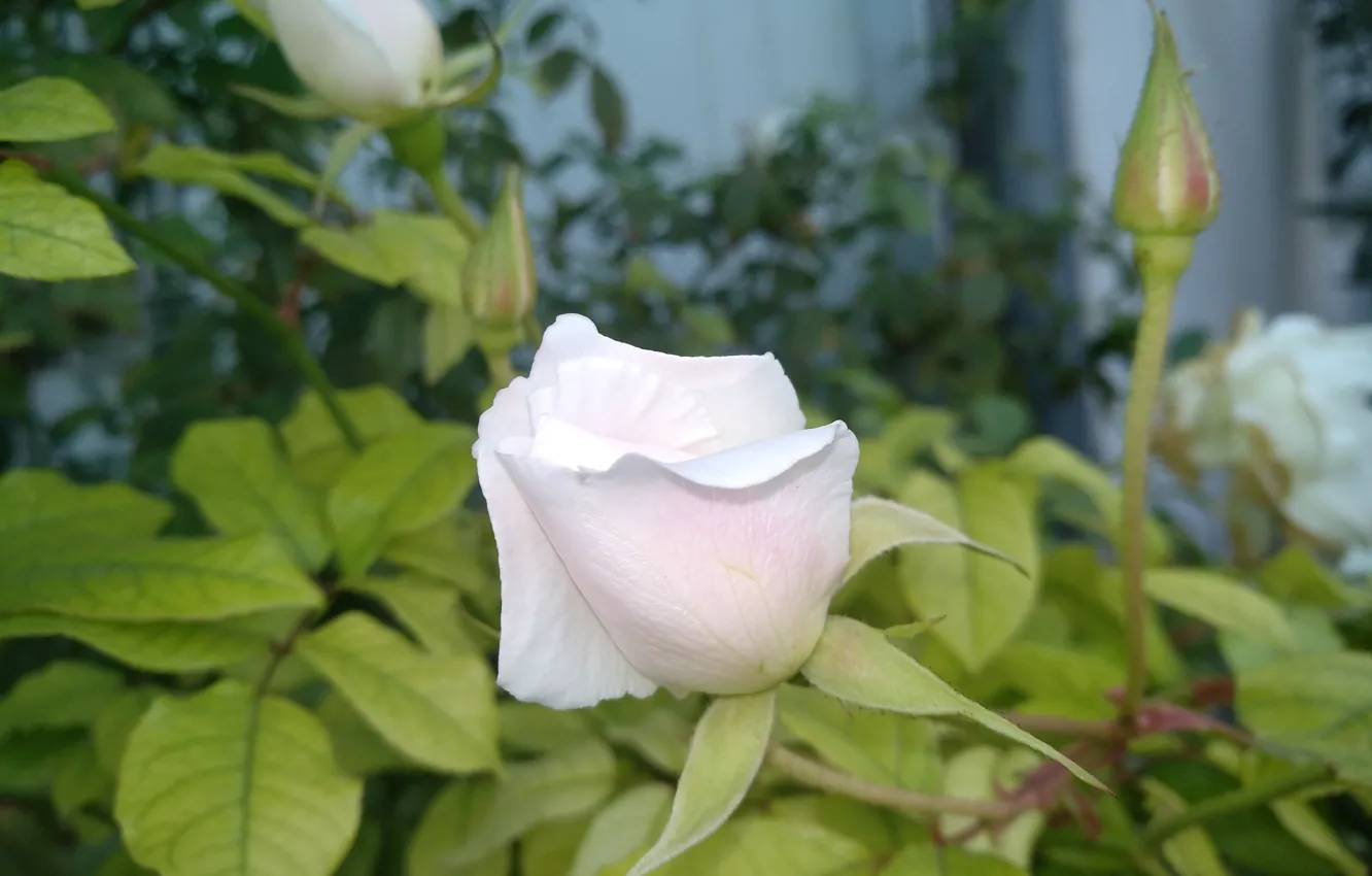 Photo wallpaper Rose, Buds, Rose, White rose, White rose