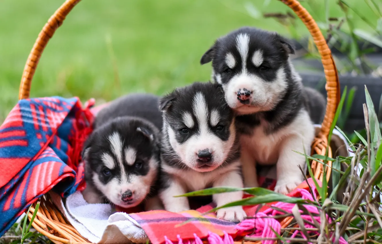 Wallpaper dogs, grass, pose, background, dog, puppies, puppy, plaid, kids,  face, basket, trio, husky, faces, Siberian husky, three puppies images for  desktop, section собаки - download