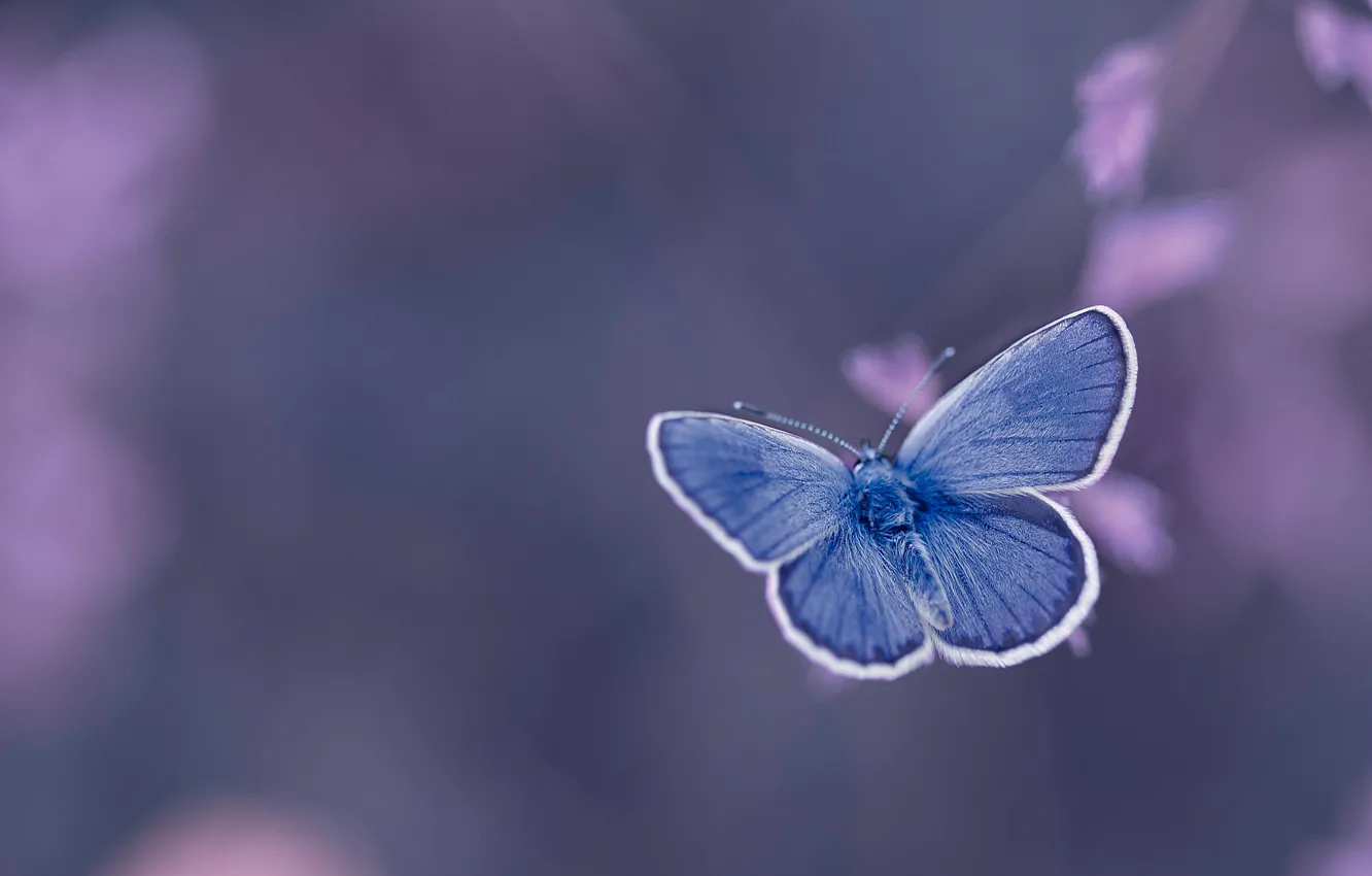 Photo wallpaper background, butterfly, Голубянка Икар