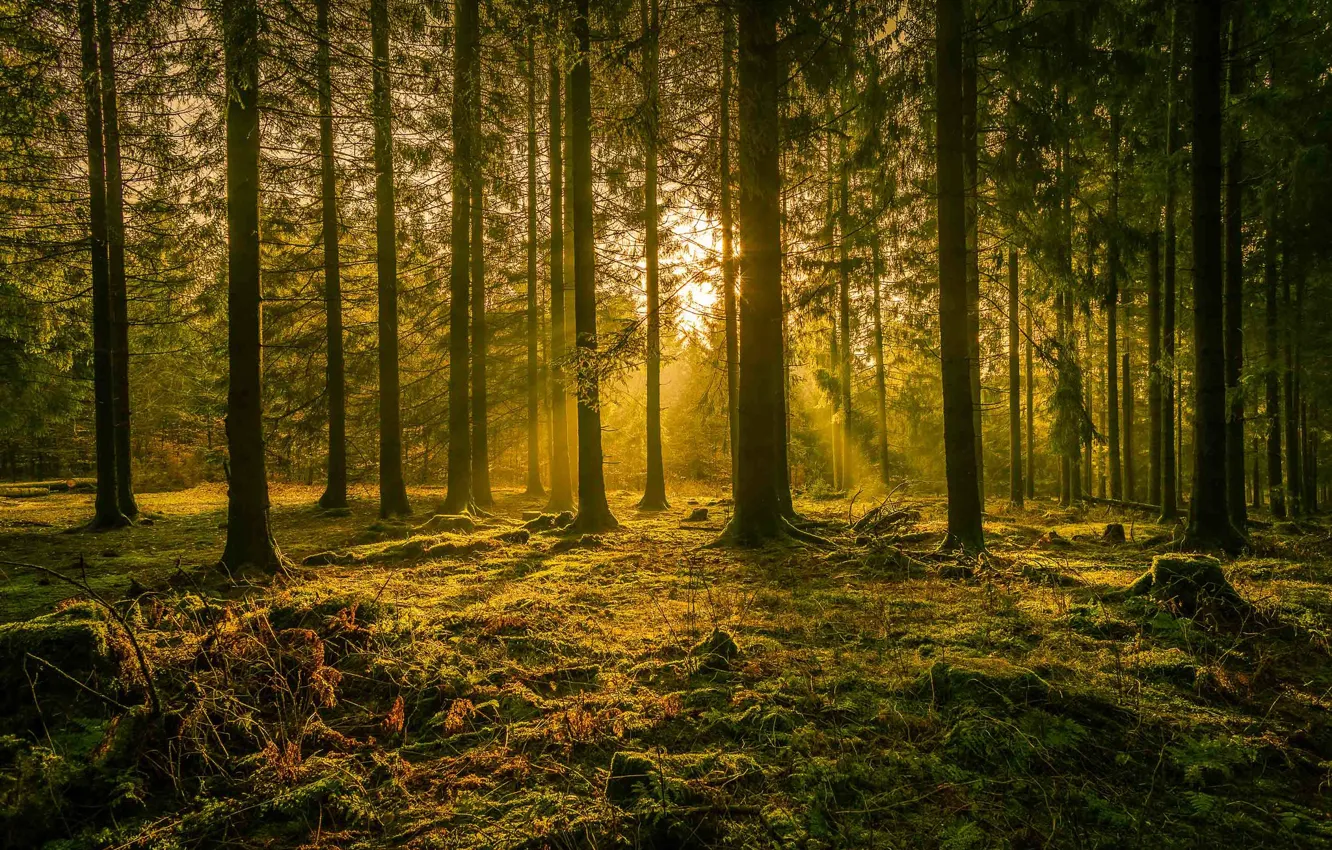 Photo wallpaper forest, rays, trees, Germany