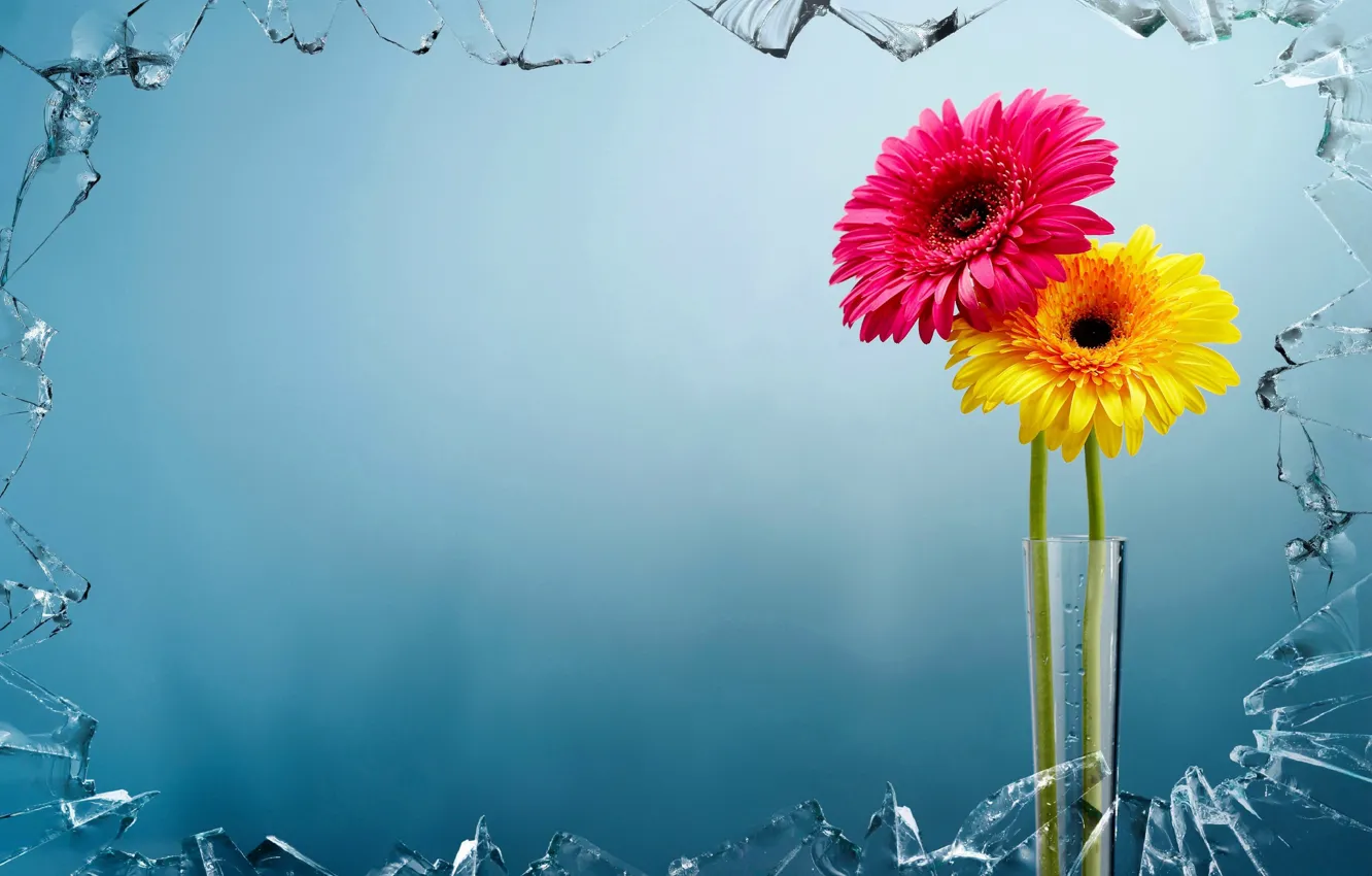 Wallpaper glass, flowers, background, vase images for desktop, section  цветы - download
