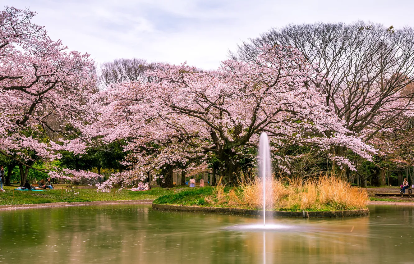 Wallpaper trees, pond, Park, Japan, Sakura, Tokyo, fountain ...