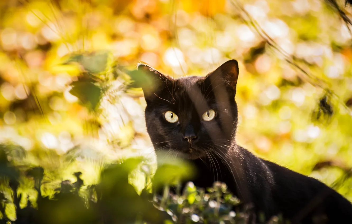 Photo wallpaper cat, cat, look, leaves, light, nature, black, face, yellow background, bokeh