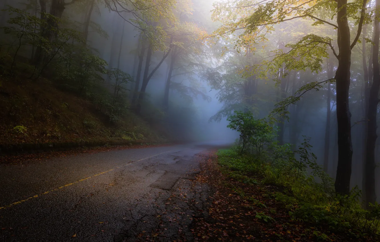 Photo wallpaper Autumn, Yellow, Road, Fog, Forest