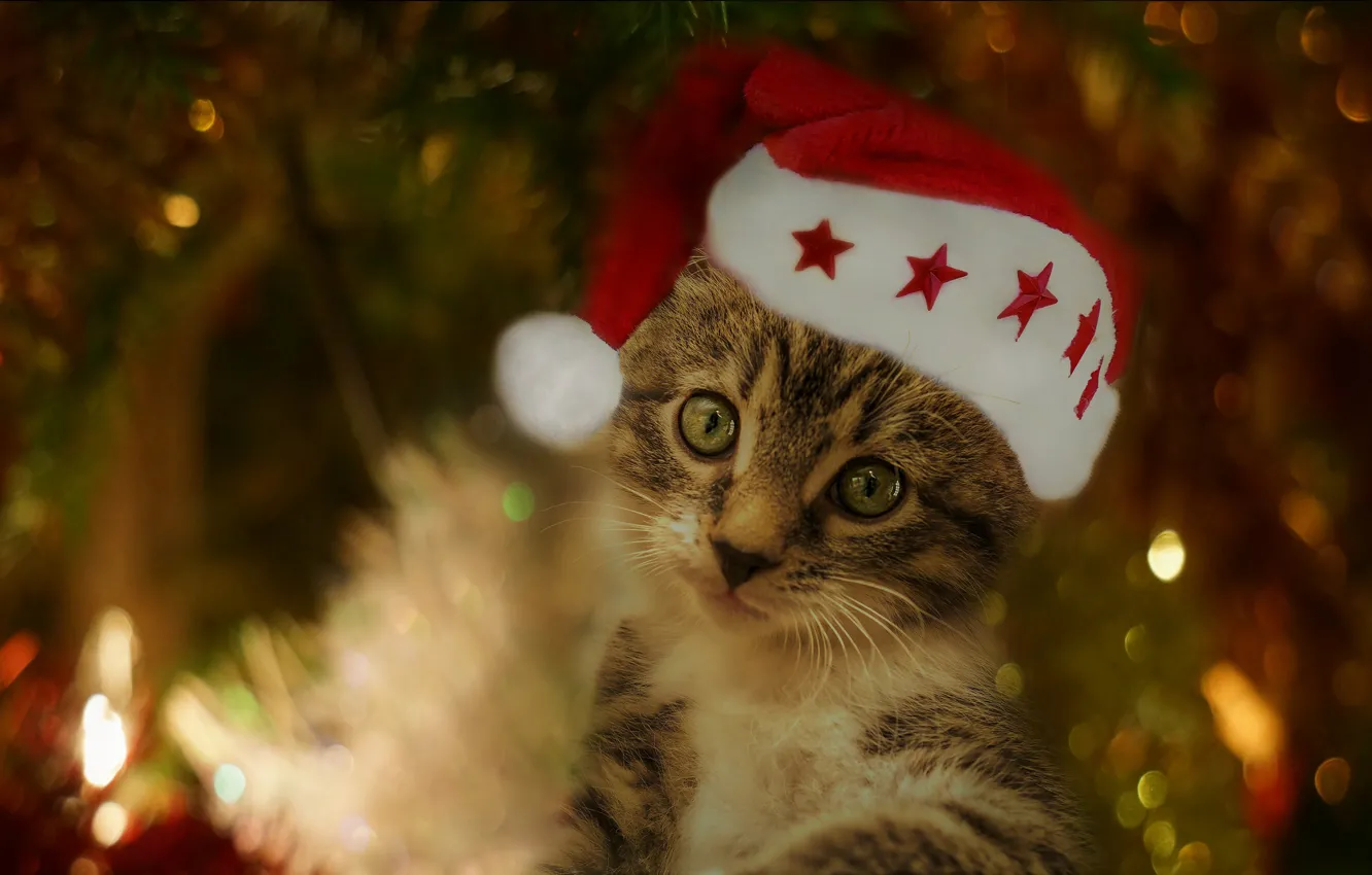 Photo wallpaper cat, look, light, red, lights, pose, the dark background, kitty, grey, holiday, portrait, blur, Christmas, …