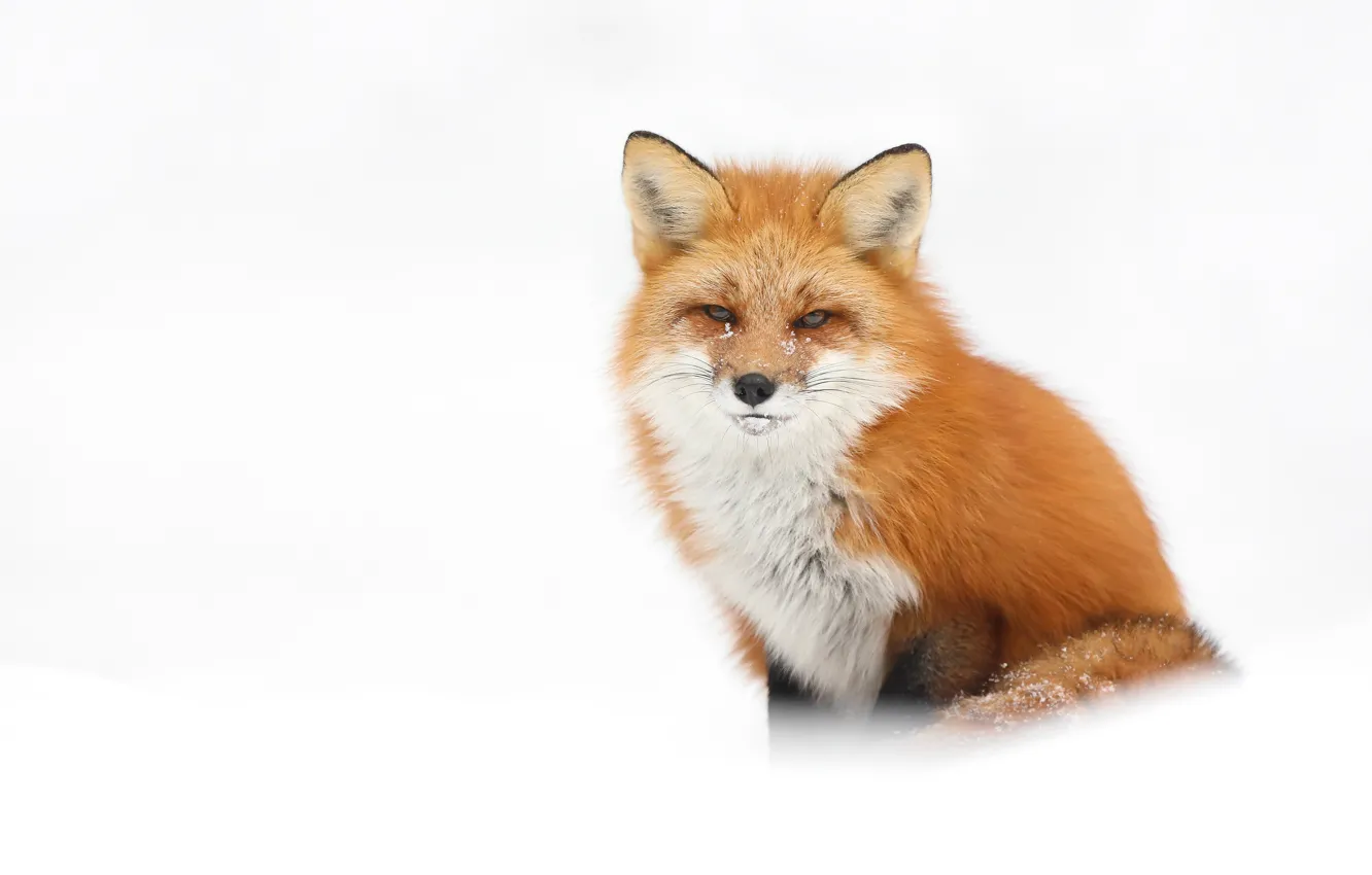 Photo wallpaper winter, snow, Fox, the snow, white background, red