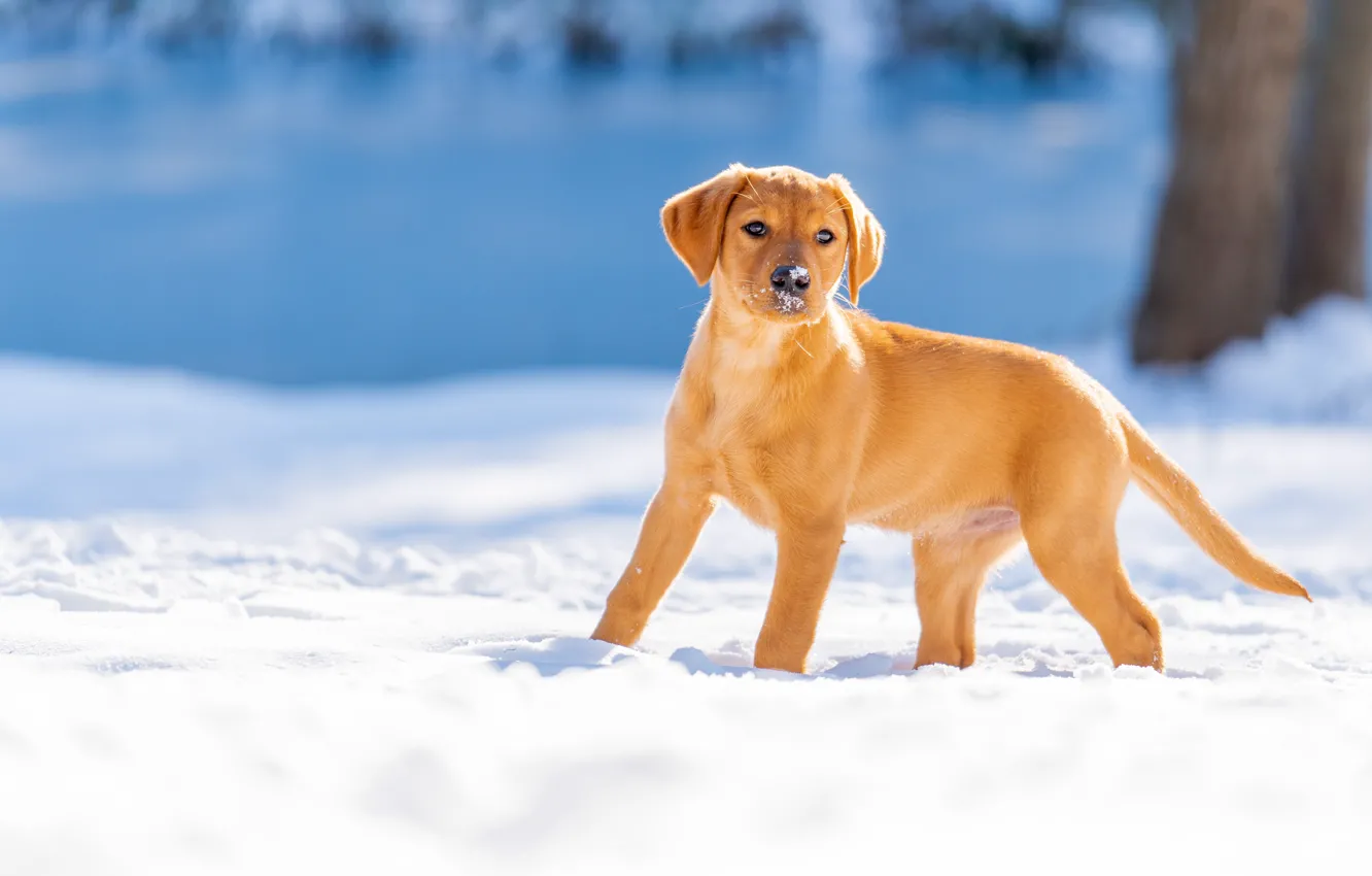 Wallpaper winter, snow, dog, puppy, Labrador Retriever images for desktop,  section собаки - download