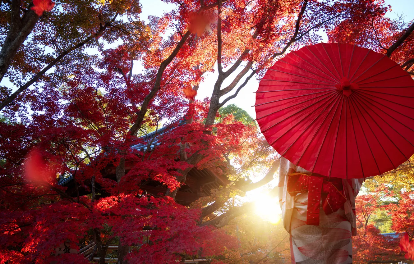 Wallpaper autumn, girl, light, trees, branches, red, Park, foliage,  umbrella, Japan, kimono, Asian, red leaves images for desktop, section  настроения - download