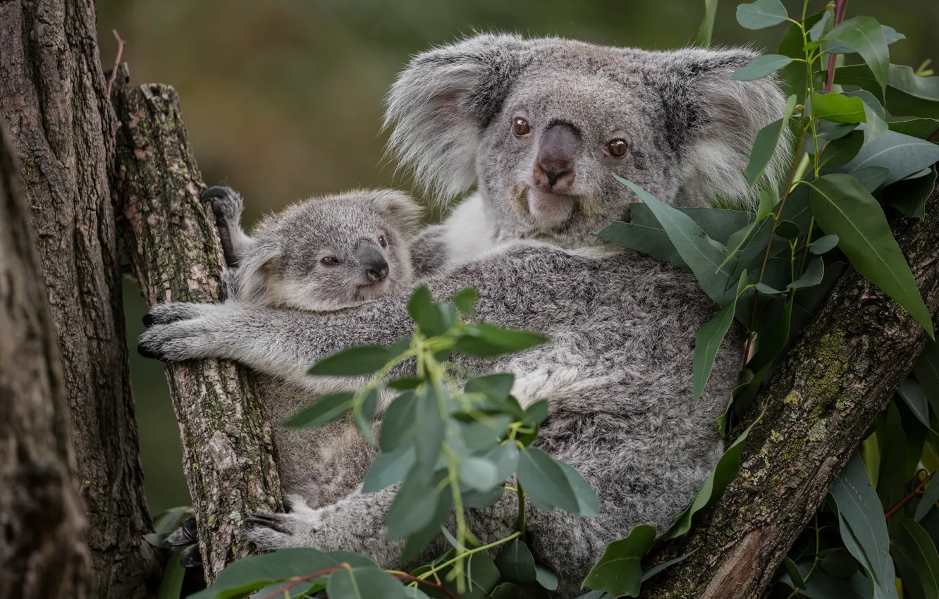 Wallpaper leaves, tree, pair, cub, mom, two, Koala images for desktop,  section животные - download