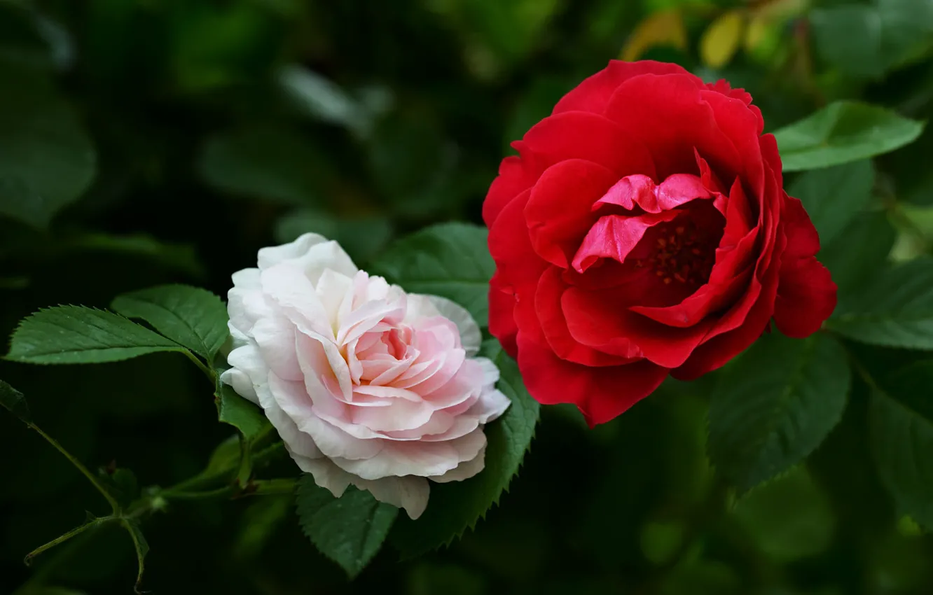 Wallpaper leaves, flowers, roses, garden, white, Duo, red, two roses images  for desktop, section цветы - download