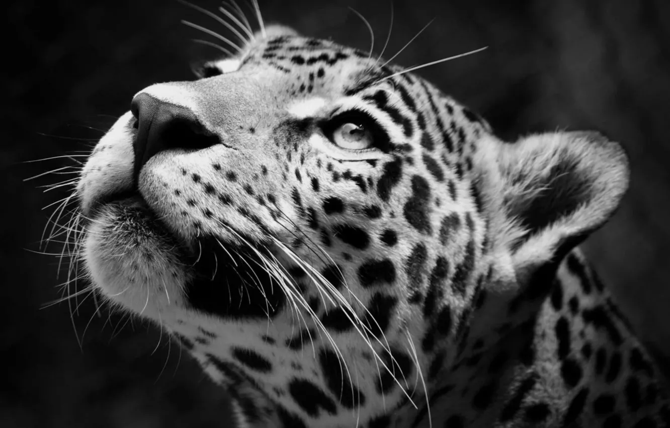 Wallpaper Jaguar Predator Animal Images For Desktop Section