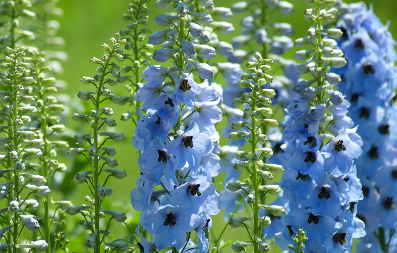 Wallpaper summer, macro, flowers, blue, inflorescence, delphinium images  for desktop, section цветы - download