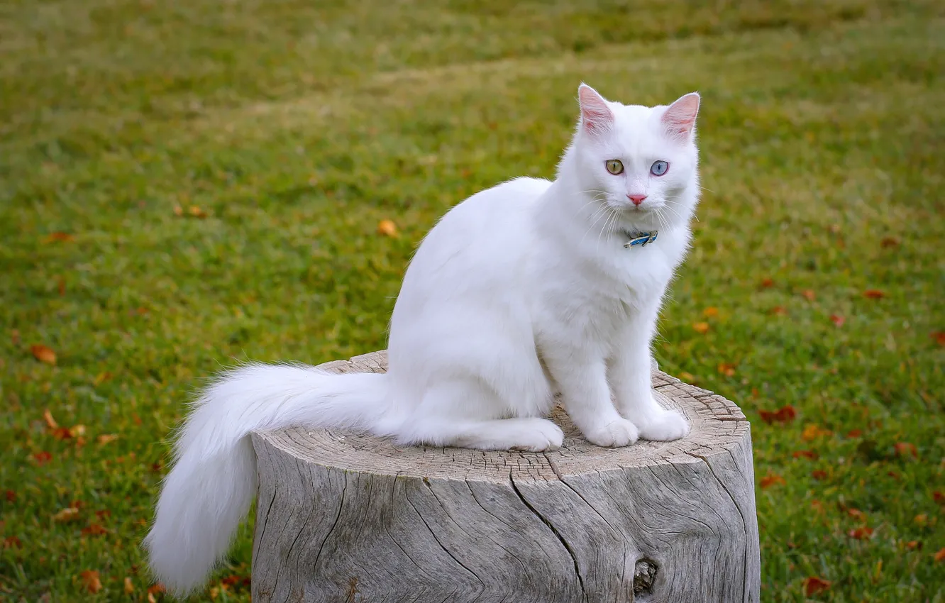 Wallpaper turkey, white cat, van cat images for desktop, section кошки -  download