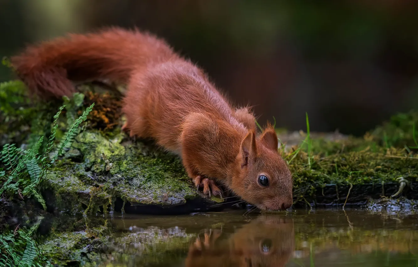 Photo wallpaper water, nature, reflection, animal, moss, protein, drink, pond, animal, rodent, Tamas Hauk
