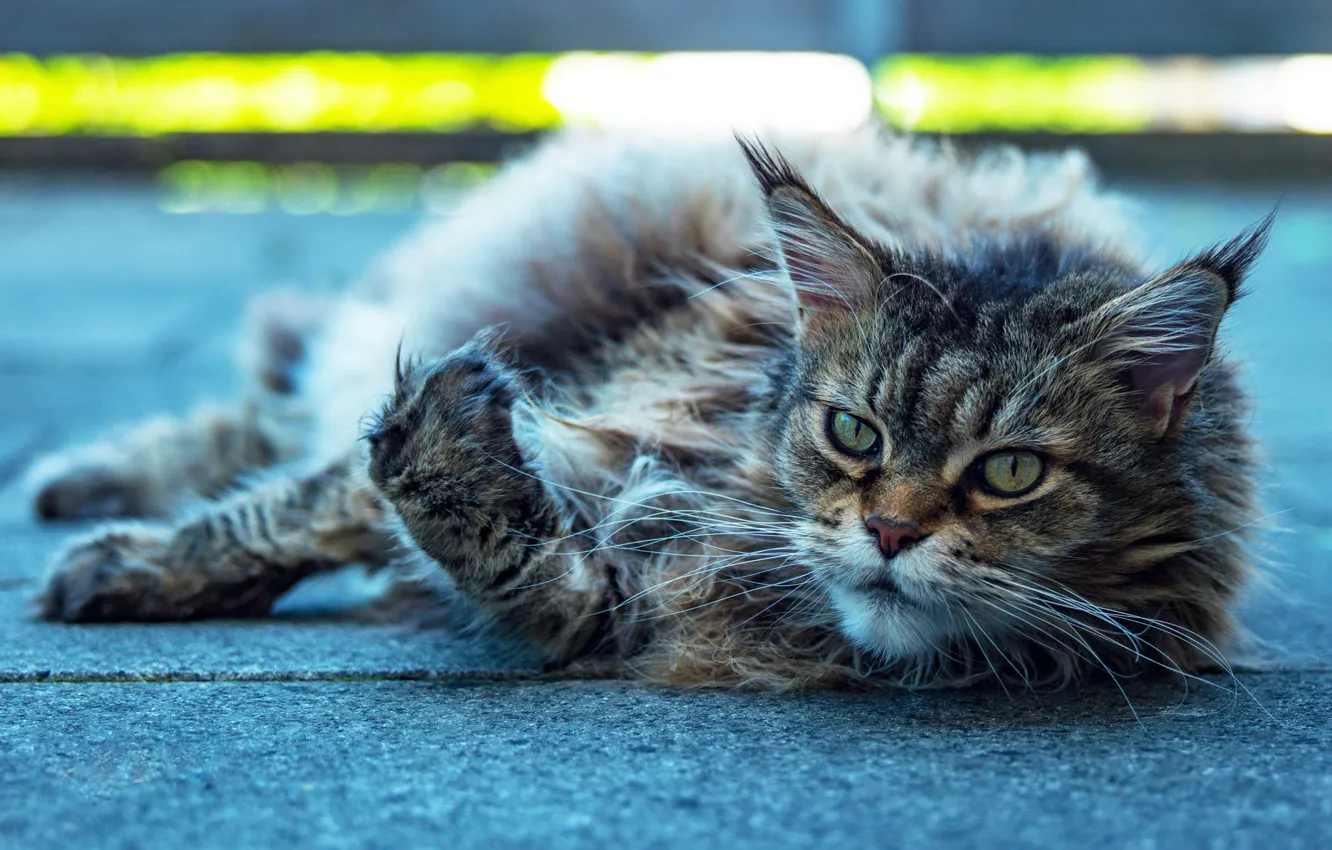 Photo wallpaper asphalt, resting, Maine Coon, lying on his side