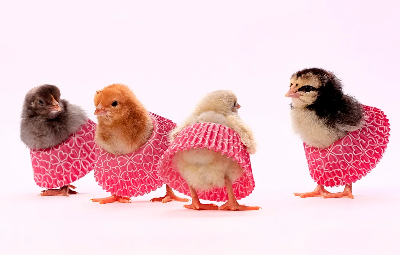 Photo wallpaper background, chickens, Chicks, Quartet, skirts, Evgeny Degtev