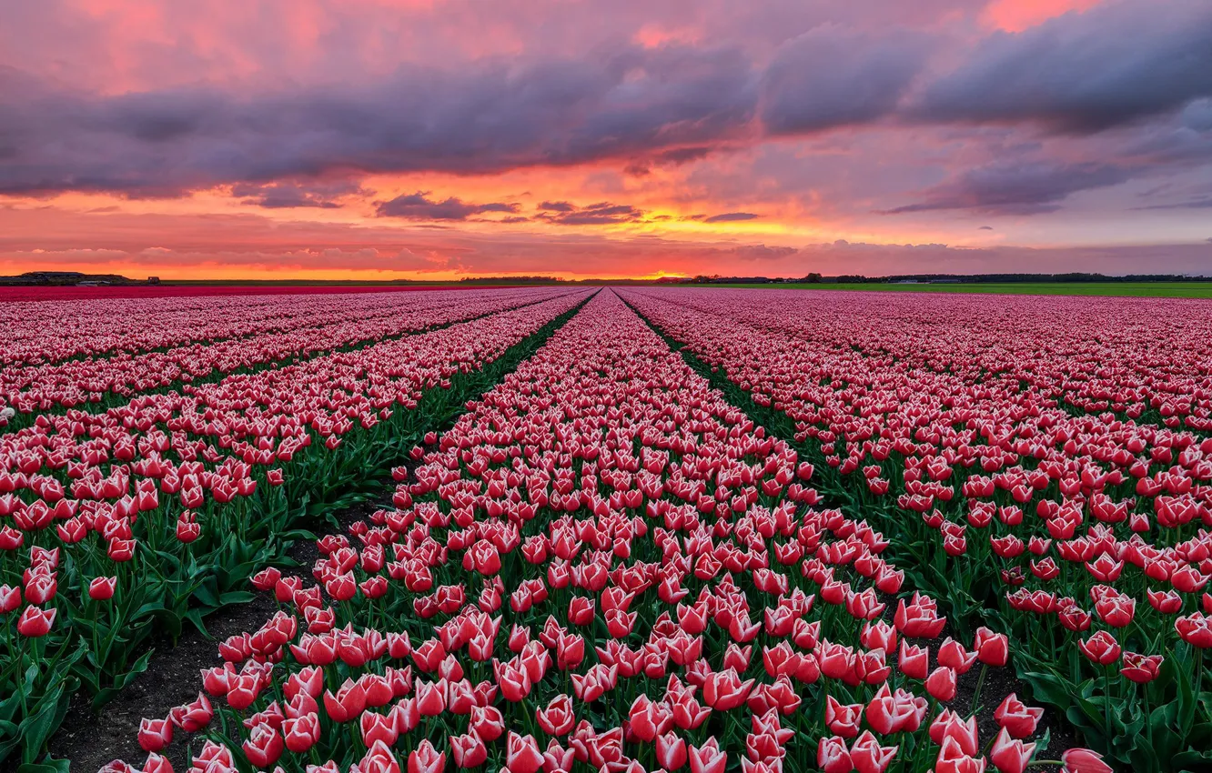 Photo wallpaper field, sunset, tulips, Holland