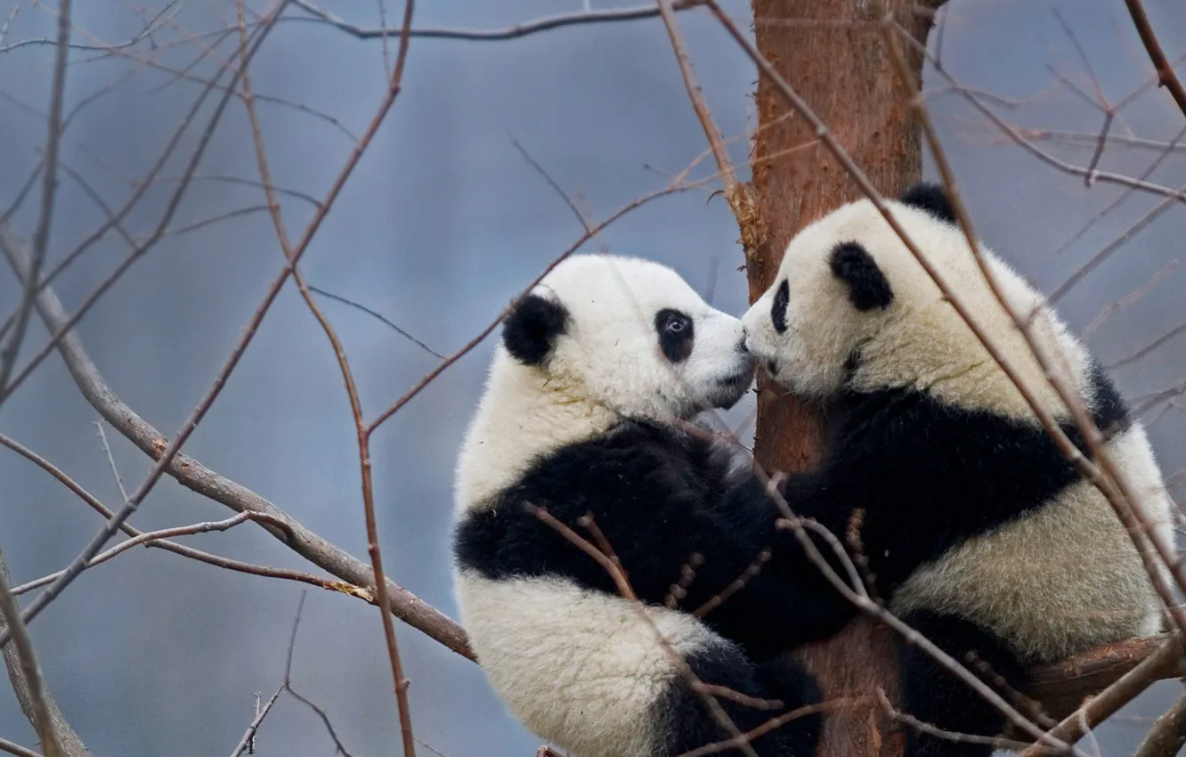 Photo wallpaper China, bears, reserve, the giant Panda, Wenchuan-Oolong
