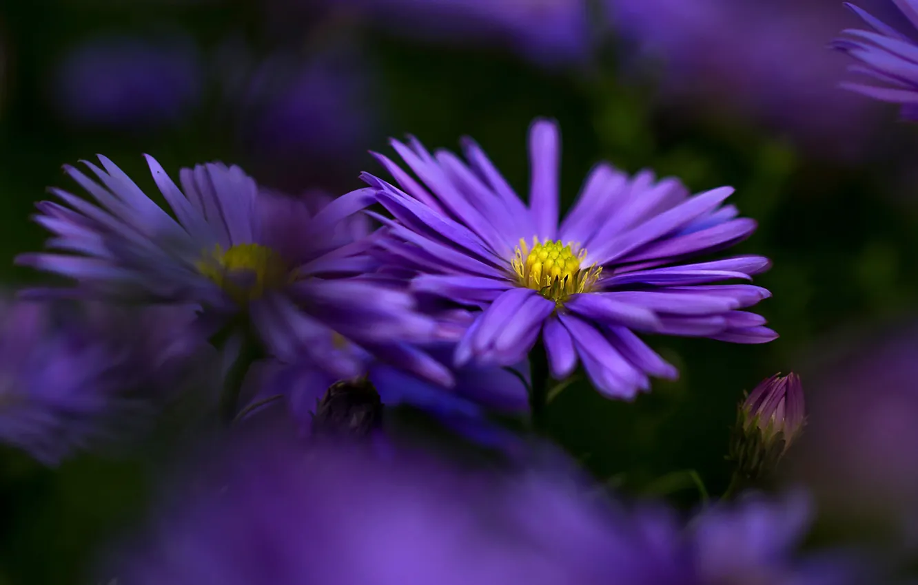 Wallpaper Flowers Background Blur Petals Garden Purple Asters Images For Desktop Section Cvety Download