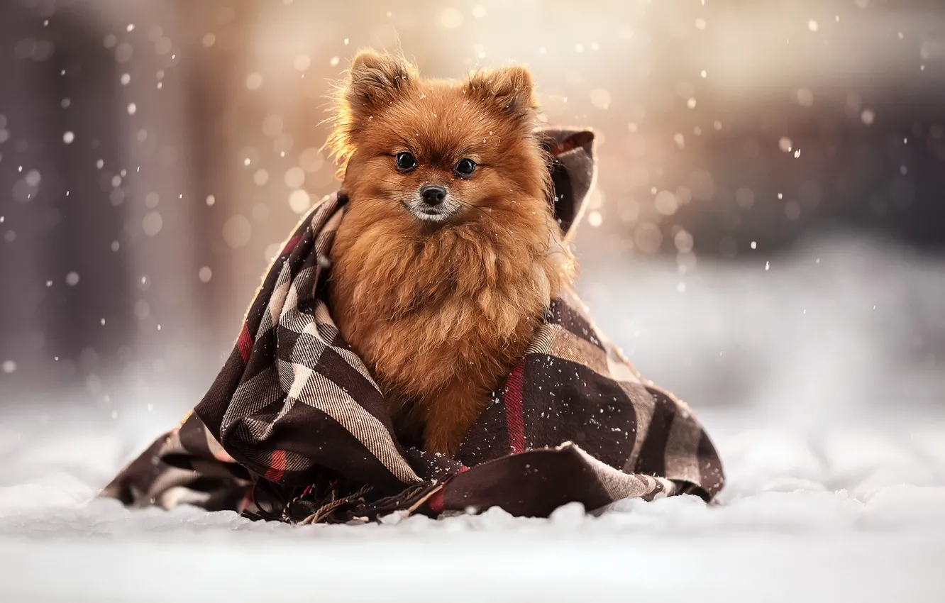 Photo wallpaper winter, look, snow, dog, plaid, face, doggie, Spitz