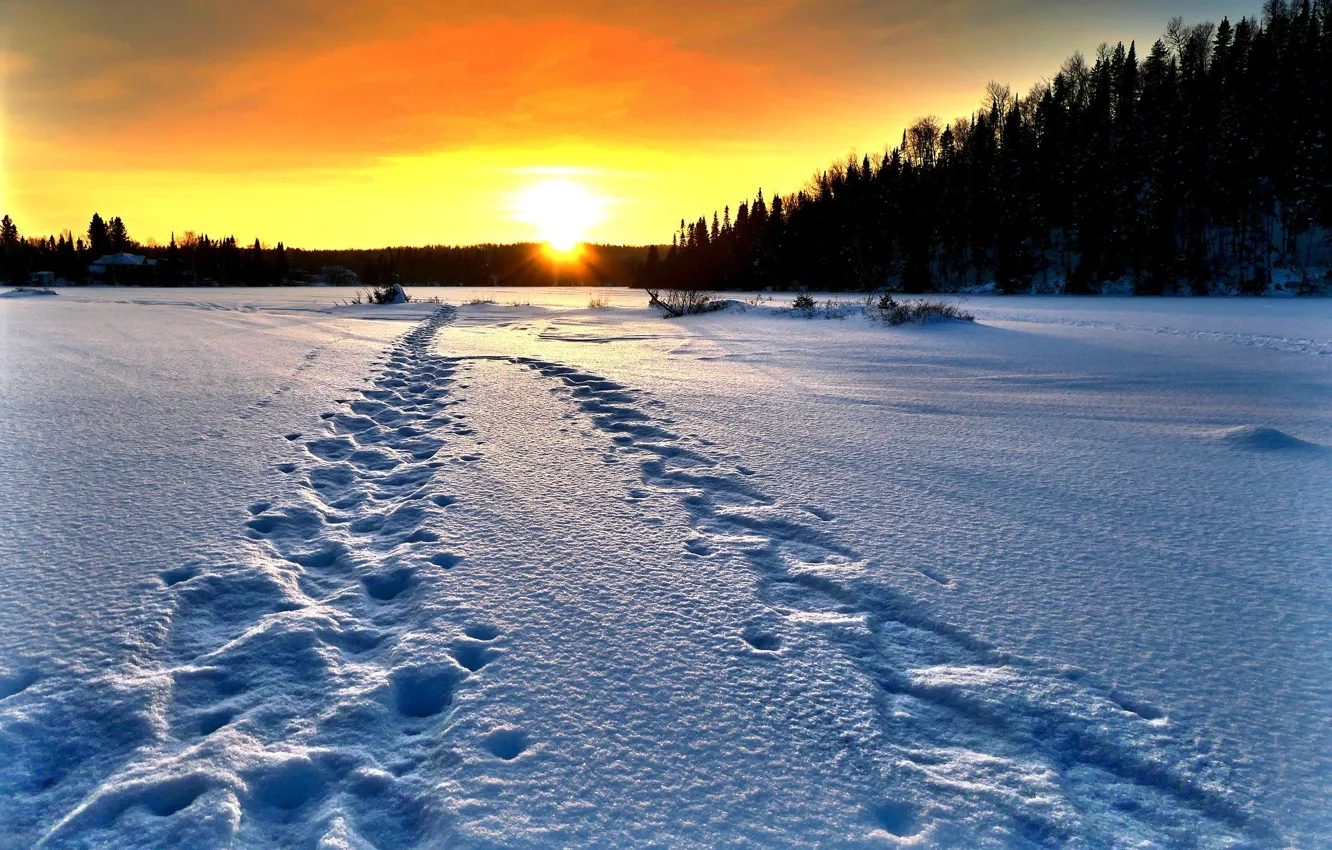 Photo wallpaper winter, field, the sun, snow, trees, sunset, traces, Alain Audet