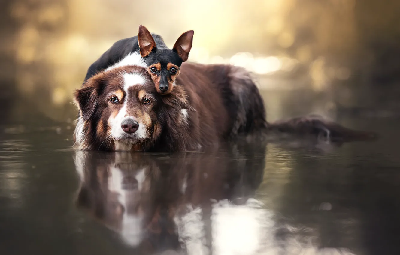 Photo wallpaper dogs, water, a couple, friends