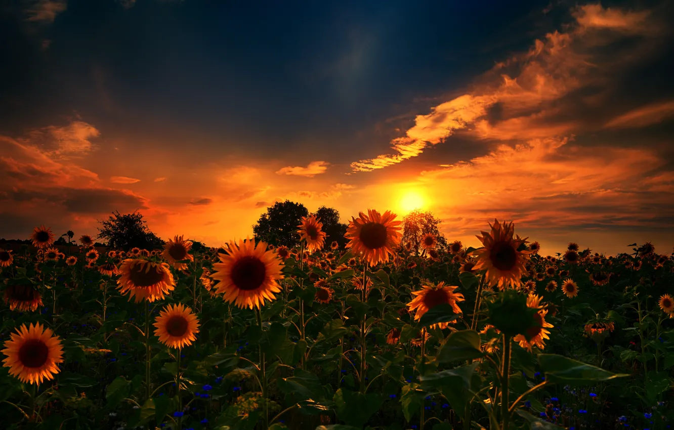 Wallpaper nature, sunset, sunflowers images for desktop, section природа -  download