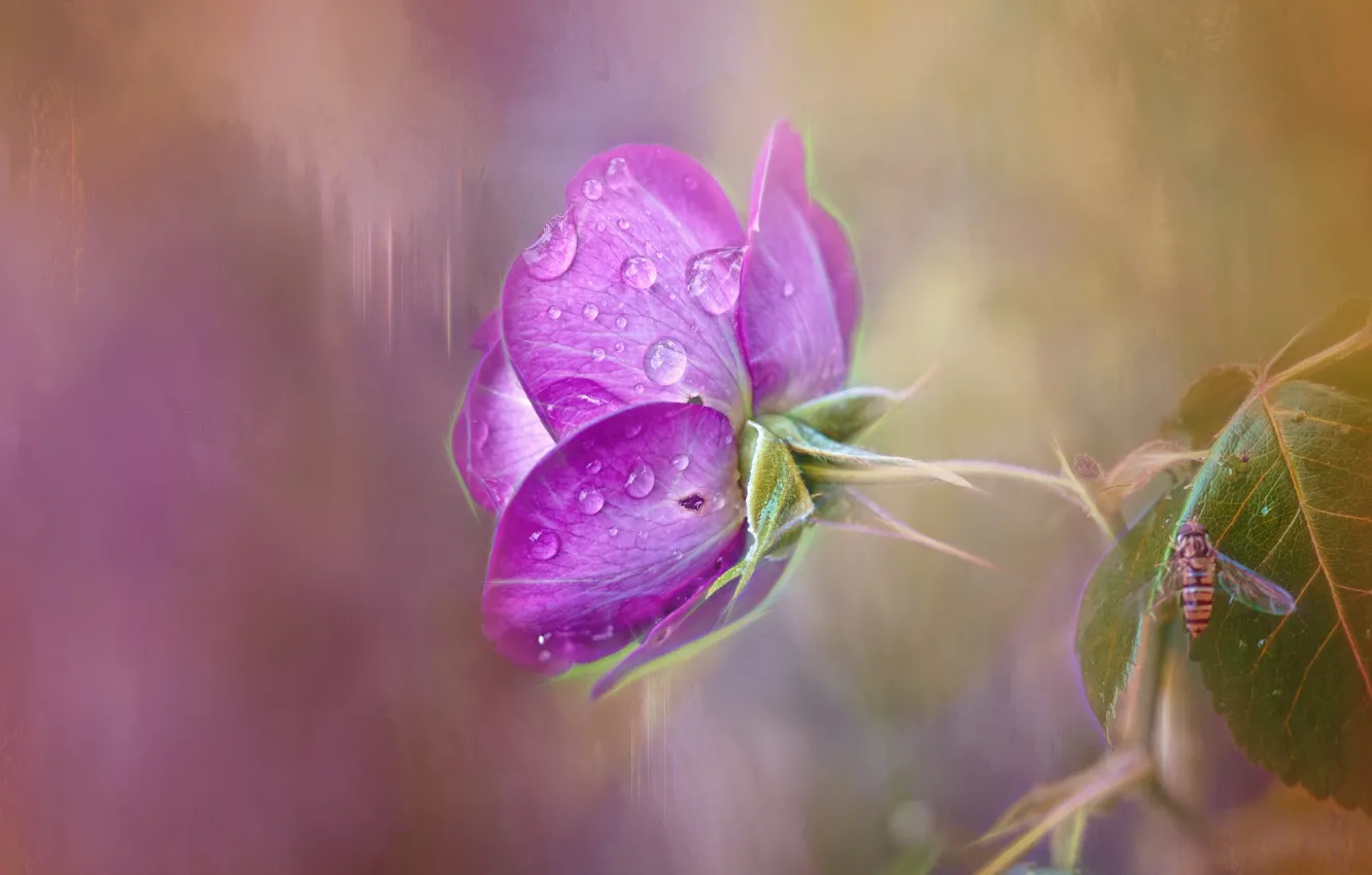 Photo wallpaper drops, rose, insect, lilac