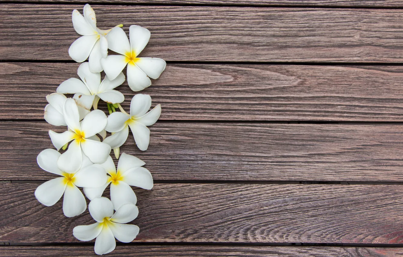 Wallpaper flowers, white, wood, flowers, plumeria, plumeria images for  desktop, section цветы - download