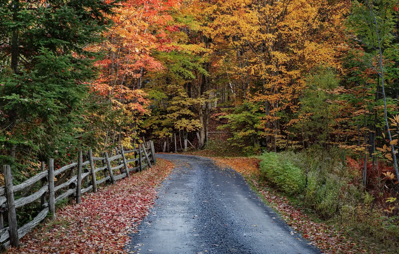 Wallpaper road, autumn, forest images for desktop, section природа -  download