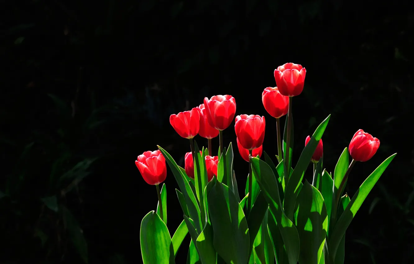 Wallpaper Leaves Light Flowers Spring Garden Tulips Red Black Background Buds Flowerbed Images For Desktop Section Cvety Download