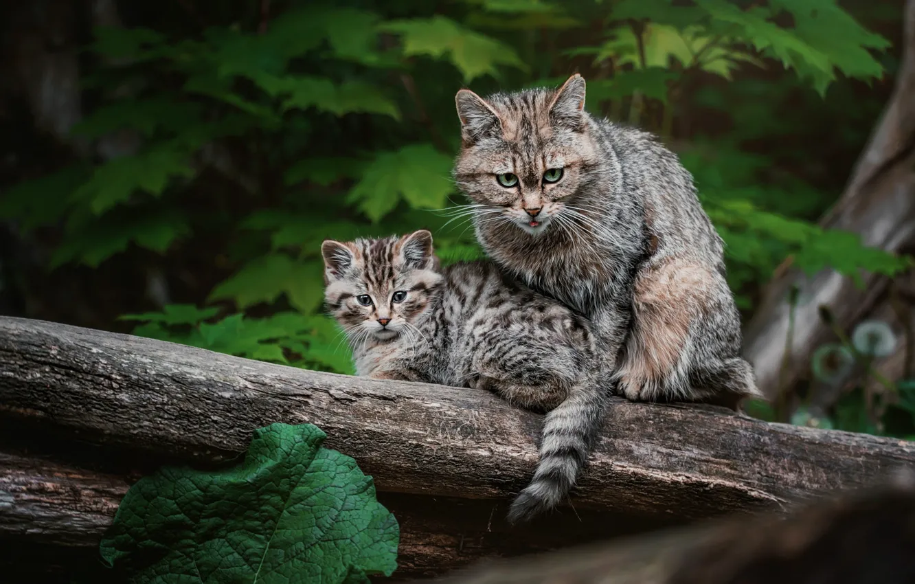 Photo wallpaper cat, look, cats, nature, kitty, foliage, two, pair, log, cub, mom, wild, forest, European, faces, …
